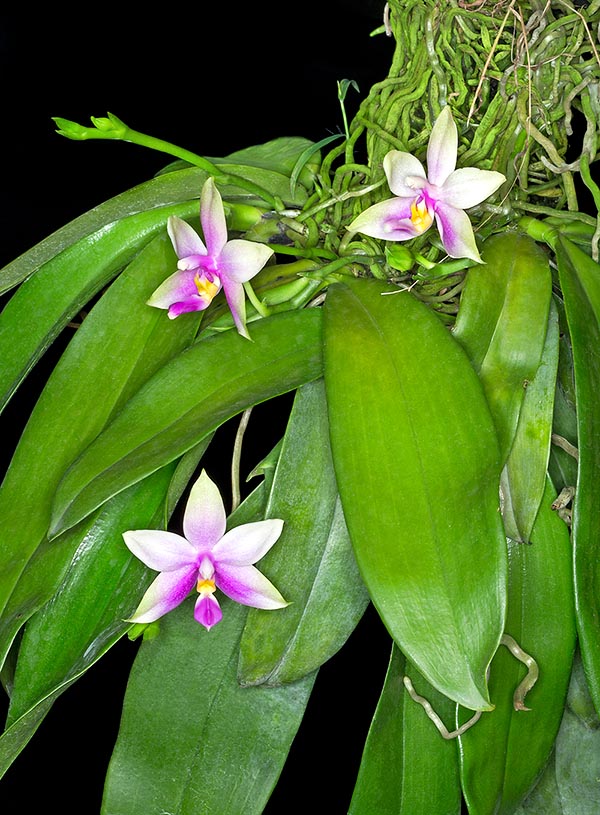 Epiphyte de Malaisie péninsulaire et de Sumatra, Phalaenopsis violacea a une tige courte, cachée par des feuilles charnues imbriquées, de 15 à 25 cm, pouvant atteindre  même 12 cm de large © Giuseppe Mazza