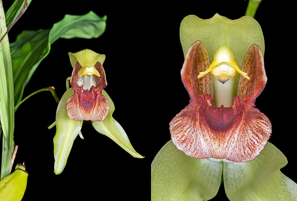 Originaria de la Isla de Sulawesi en Indonesia, Coelogyne celebensis es una epífita con pseudobulbos cónicos de sección cuadrangular largo 6-12 cm con 1-2 hojas de 30-60 cm, Inflorescencia terminal con 3-12 flores de 7-10 cm que se abren en sucesión. A la derecha particular aumentado que evidencia los dos sacos de polen © G. Mazza