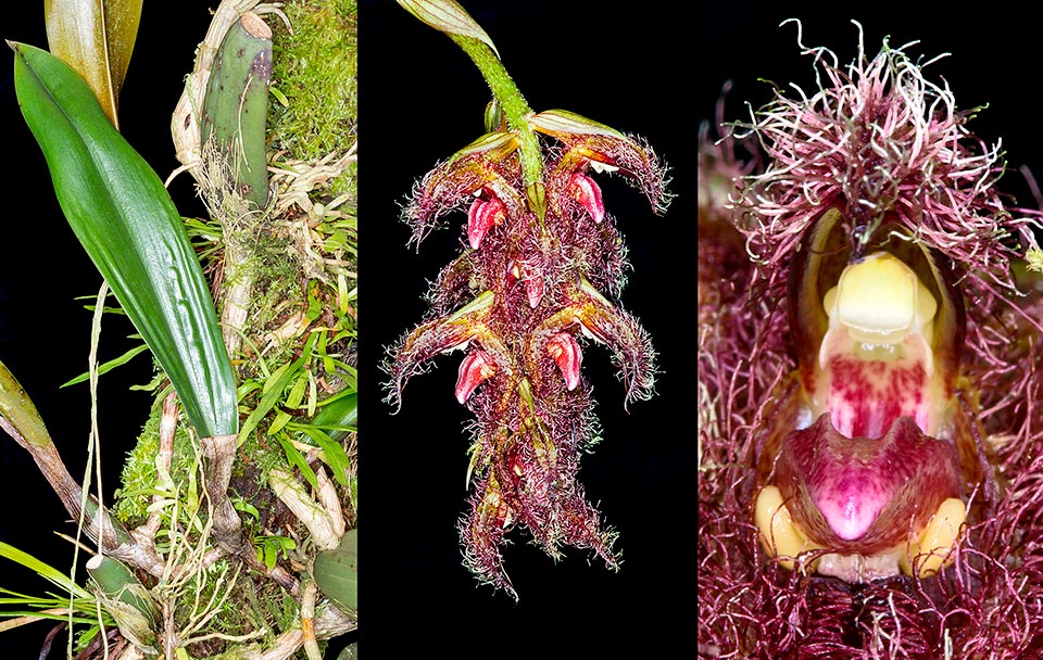 Bulbophyllum taeter est une espèce épiphyte rare de Bornéo à pseudobulbes ovoïdes, comprimés latéralement, de 4-7 cm et aux feuilles de 30-38 cm. Hampe florale de 30-40 cm à inflorescence pendante d’environ 10 cm et aux 16-20 petites fleurs rapprochées de couleur pourpre clair aux marbrures plus sombres. Bractées ovales à apex pointu de couleur verdâtre. Sépales recouverts d’une pilosité dense de couleur pourpre au-dessous, blancs à l’apex. Les fleurs émettent une intense odeur nauséabonde © Giuseppe Mazza
