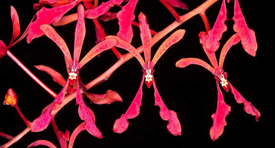 Las innumerables flores, de 2,5-4 cm de diámetro, tienen sépalos y pétalos rojo brillante, con mancha amarilla en la base del labelo con  lóbulos laterales color crema © Giuseppe Mazza