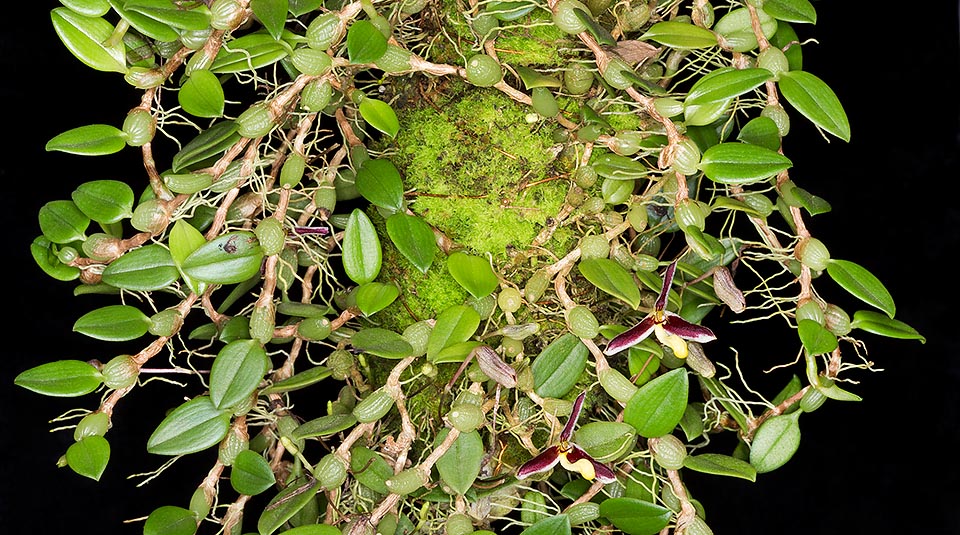 Originaire des Moluques et de Nouvelle-Guinée, Bulbophyllum alkmaarense est une petite espèce épiphyte des forêts humides à moyenne altitude. Nombreux pseudobulbes ovoïdes, longs d’environ 0,4 à 0,7 cm, chacun avec une seule feuille oblongue-elliptique de 1,1 à 2,5 cm, jaillissant à partir des rhizomes longs et enchevêtrés rampants développant de fines racines au niveau des nœuds. Orchidée miniature nécessitant une exposition semi-ombragée © Giuseppe Mazza