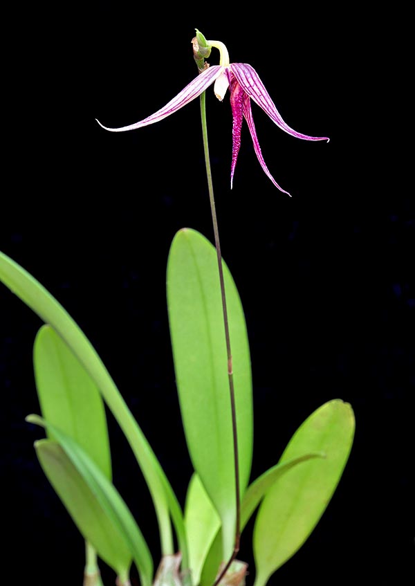 The Bulbophyllum digoelense is a New Guinea epiphyte with ovoid pseudobulbs of about 2 cm and even 16 cm long leaf. They grow spaced 2-5 cm on a creeping rhizome rooting at the nodes © Giuseppe Mazza
