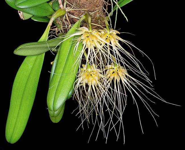 Bulbophyllum vaginatum is a miniature orchid, sturdy and easy to grow, native to south-eastern Asia. The juice obtained from the roasted fruits is traditionally used in Malaysia against the earache © Giuseppe Mazza