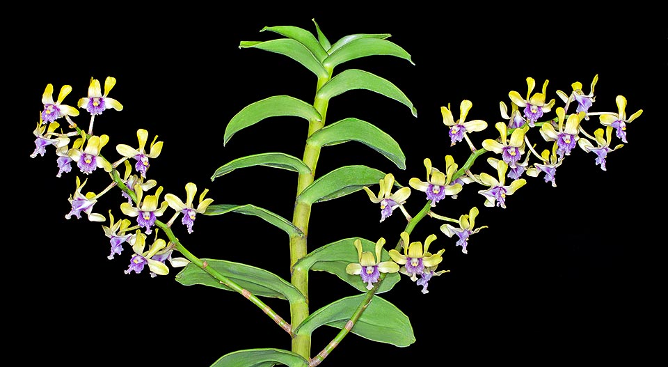 Dendrobium violaceoflavescens est une épiphyte ou lithophyte des forêts humides de Nouvelle Guinée occidentale aux pseudobulbes pouvant atteindre 5 m de hauteur © Giuseppe Mazza