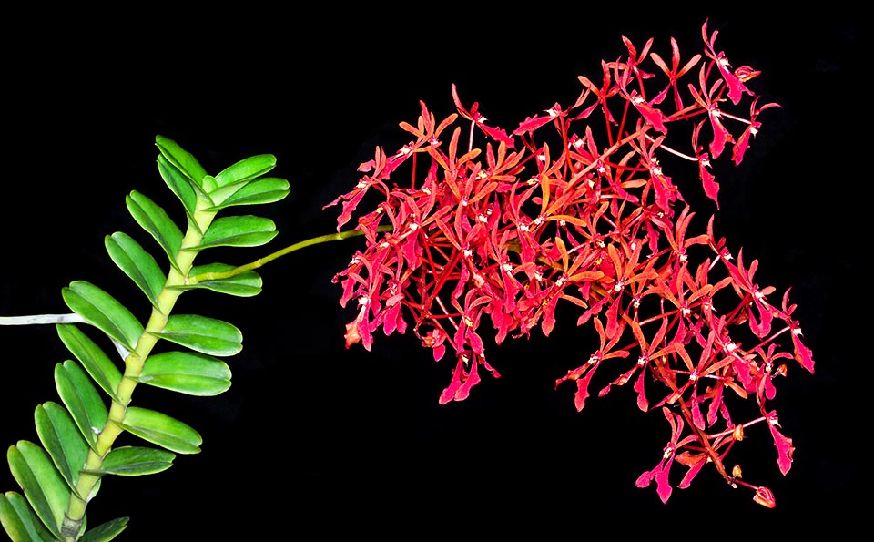 Renanthera philippinensis est une épiphyte des Philippines où elle pousse dans les forêts humides ou les zones marécageuses à basse altitude. Tige dressée ou semi pendante pouvant dépasser 1,5 m aux inflorescences spectaculaires de 60 à 80 cm, opposées aux feuilles, tendant à être disposées horizontalement © Giuseppe Mazza