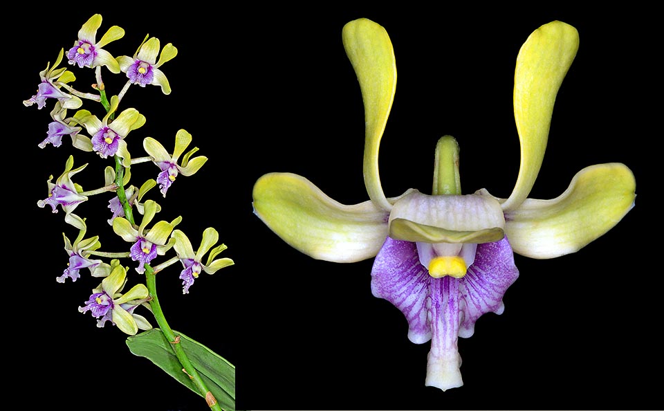 Rare species with showy inflorescences lasting even 2 months and waxy, scented flowers that can reach the 5,5 cm of diameter © Giuseppe Mazza