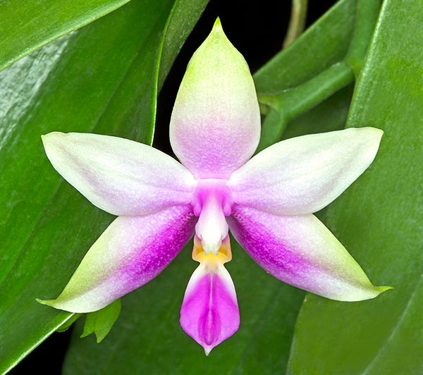 Gravement menacée dans la nature pour sa beauté, c’est une des Phalaenopsis les plus appréciées pour ses fleurs odorantes, de longue durée, larges jusqu'à 7 cm, qui a donné de nombreux hybrides  © Mazza