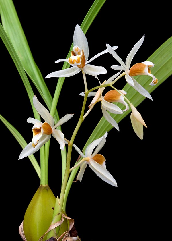 Originaria del sudeste asiático, la la Coelogyne trinervis es una epífita, raramente litófita © G. Mazza