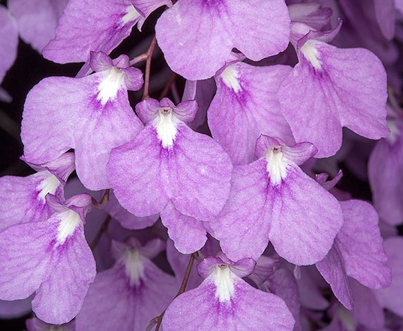 Very common in nature, is appreciated in the horticultural world due to the rich long lasting 20-70 cm inflorescences. White flowers with pink veins and pink shades, but also lavander or purple varieties © Giuseppe Mazza 
