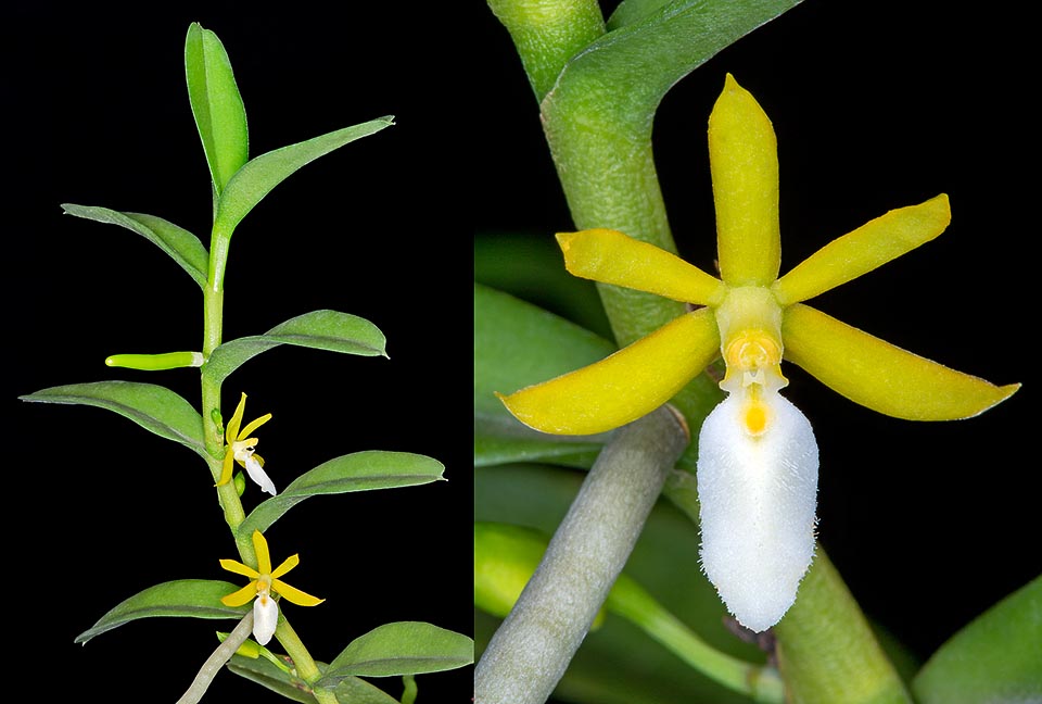 Rare en culture, Trichoglottis lowderiana est une espèce épiphyte de Bornéo. Tiges cylindriques dressées ou pendantes, à feuilles alternes de 5 à 8 cm et aux robustes racines aériennes. Les inflorescences, très courtes, émergent simultanément à partir de plusieurs nœuds, et portent 1 ou 2 fleurs parfumées de 2,5 à 3 cm de diamètre  © Giuseppe Mazza