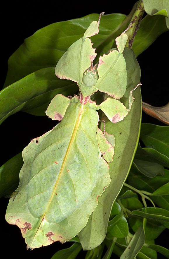 La phyllie ou insecte-feuille (Phyllium giganteum) est une espèce tropicale de la Malaisie © G. Mazza