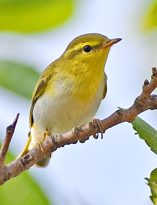 The wood warbler (Phylloscopus sibilatrix) is a typical inhabitant of the temperate boreal palearctic belt. Present also in Italy, in autumn migrates to Africa © Gianfranco Colombo
