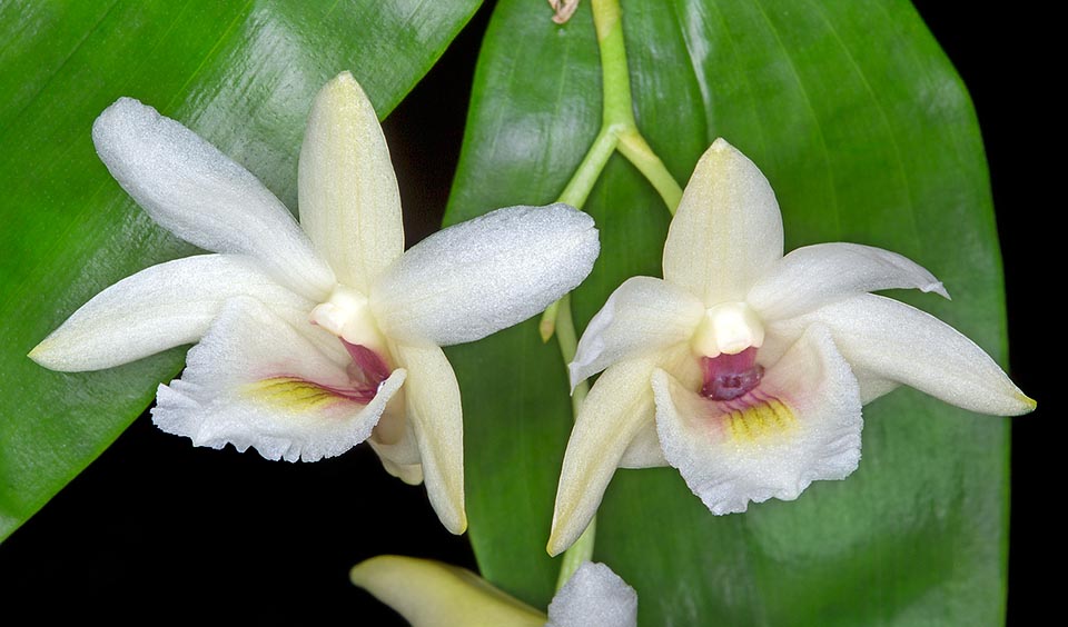 Short drooping inflorescences from the apical nodes bearing 3-12 short lasting flowers of 3 cm of diameter. The species is native to Fiji, Solomon, Santa Cruz, New Caledonia, New Guinea, Tonga and Vanuatu islands where grows on the humid forests trees from the sea level up to about 1000 m of altitude © Giuseppe Mazza