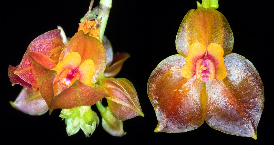 Inflorescence racémeuse, initialement dressée, puis incurvée, au rachis filiforme et aux nombreuses fleurs minuscules qui s’ouvrent en succession pour une longue durée aux sépales carénés de couleur rouge pourpre et aux pétales et au labelle orangé rougeâtre. Pétales transversalement et irrégulièrement bilobés, longs de 1 mm et larges de 2,5 mm, et labelle bilaminé de 1,5 mm. Orchidée miniature de culture facile nécessitant une exposition semi ombragée, des températures intermédiaires © Giuseppe Mazza