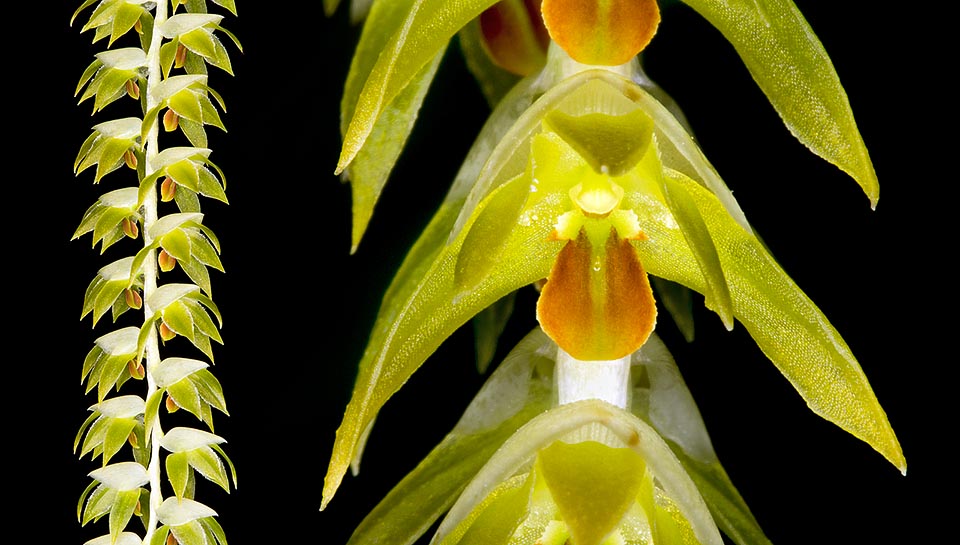 Racemose inflorescences, on erect peduncle, developping simultaneously with the new pseudobulb and the new leaf, suddenly drooping, 15-35 cm long. They bear a crowd of tight tiny distichous flowers, of about 1,5 cm of diameter, intensely perfumed, with greenish yellow sepals and petals and orange yellow labellum © Mazza