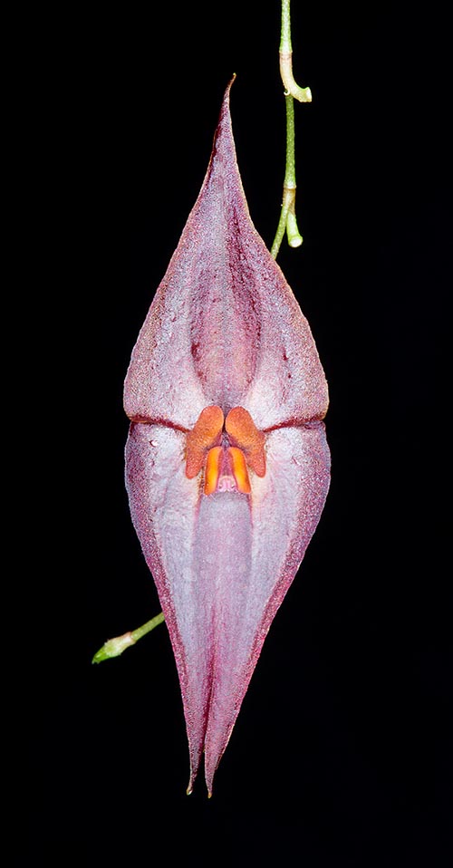 Sépalos lanceolados con ápice acuminado, de cerca 1,5 cm de largo y 0,7 cm de ancho  © Giuseppe Mazza