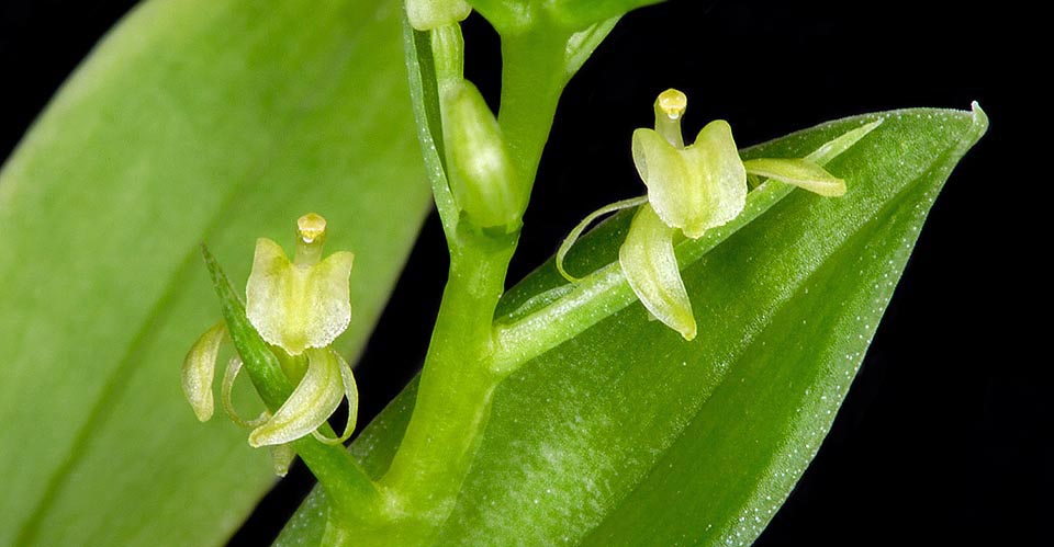 Epifita vigorosa, resiste temperaturas relativamente bajas. Inflorescencias de 10-22 cm y microscópicas flores que en ambiente hostil pueden también auto fecundarse © Giuseppe Mazza