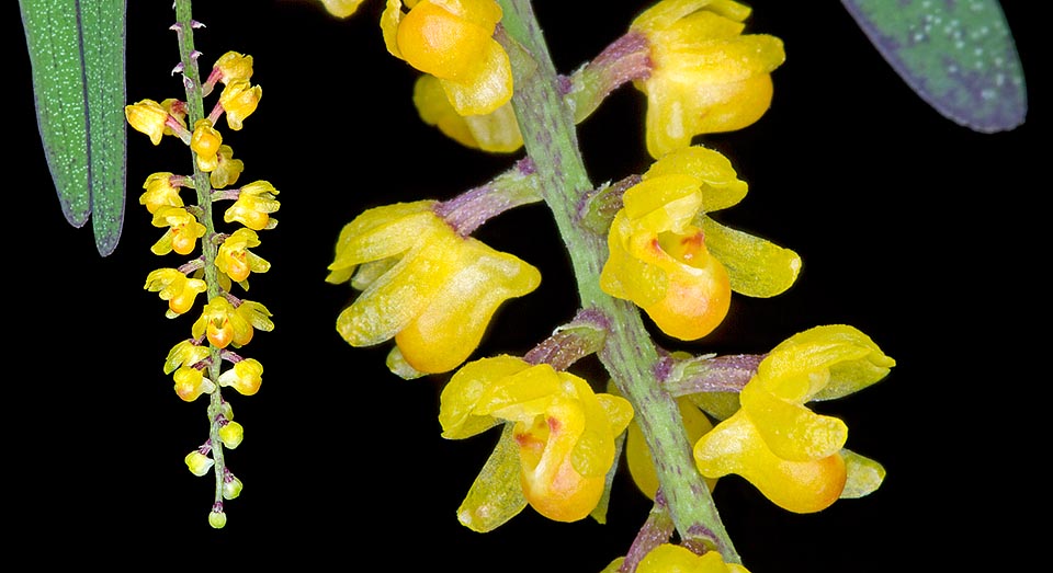 Extrañas hojas de 4-7,5 cm con ápice irregularmente bilobado. Inflorescencias péndulas, de 10-18 cm, con una multitud de minúsculas flores, de cerca 6 mm de diámetro  © Giuseppe Mazza