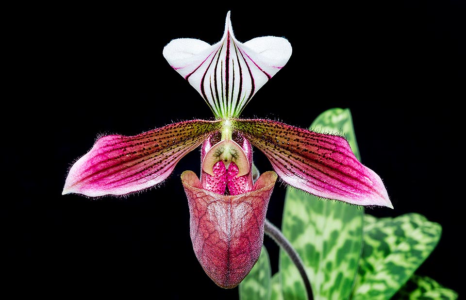 Paphiopedilum purpuratum est une espèce terrestre de Chine méridionale. Pour sa beauté et sa récolte inconsidérée on compte dans la nature moins de 250 exemplaires matures et elle est inscrite sur la liste rouge comme étant à haut risque d'extinction. Cependant elle survivra en culture avec ses fleurs fascinantes de 8-9 cm de diamètre  © Giuseppe Mazza