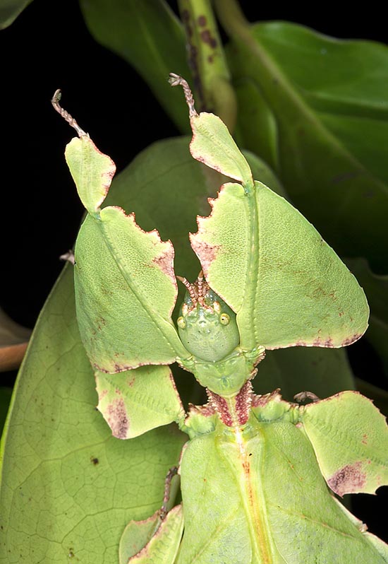 The adult imitates almost perfectly a leaf, even in the legs appendages © Giuseppe Mazza