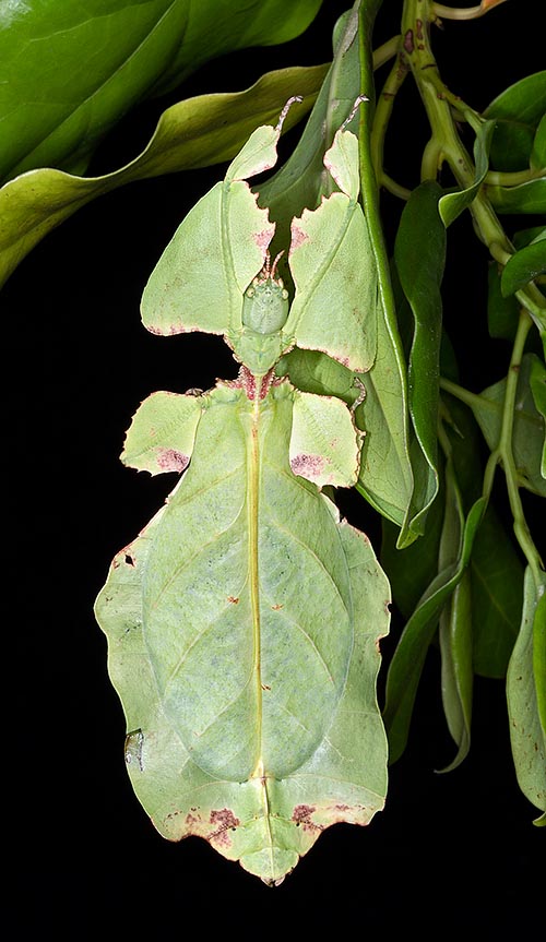 The female of Phyllium giganteum can be 12 cm long. The green body is flat and we note, besides the veins, brown spots simulating parts of dry or rotting leaf © Mazza