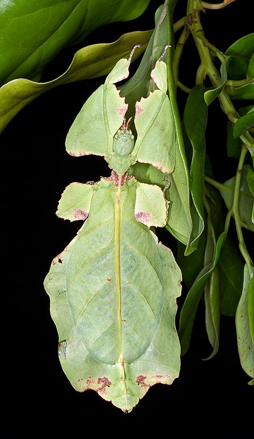 La femelle atteint 12 cm de long. Son corps vert est aplati. On note en plus des nervures des taches marron qui imitent des parties de feuille sèche ou marcescente © G. Mazza