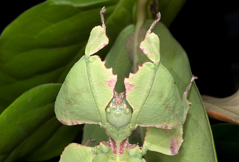 Phyllium giganteum se nourrit de feuilles aux stades larvaire et adulte. Les mâles sont rares et vivent moins longtemps que les femelles. Celles-ci se reproduisent en général par parthénogenèse sans être fécondées. Les œufs longs de 8,5 mm et larges de 4 mm ressemblent à des graines et éclosent après 6 mois d'incubation © Giuseppe Mazza