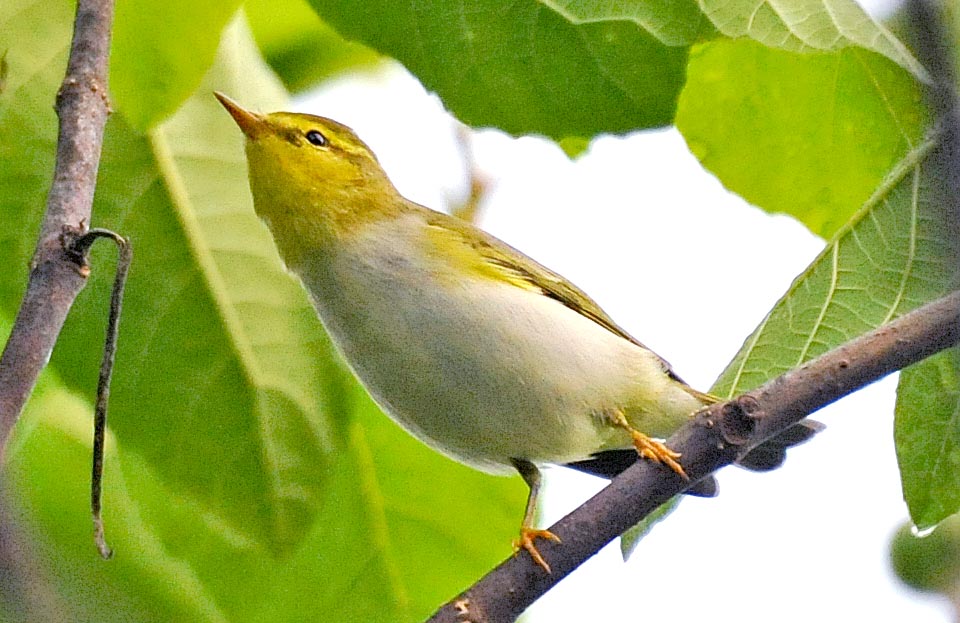 It's not easy from far to distinguish it from similar species, belonging to the same genus, but often, song apart, is recognized as the wood warbler is a little longer than the others. It is true that we speak of differences in the order of 1 cm, but to this we add the particular posture of body, often 