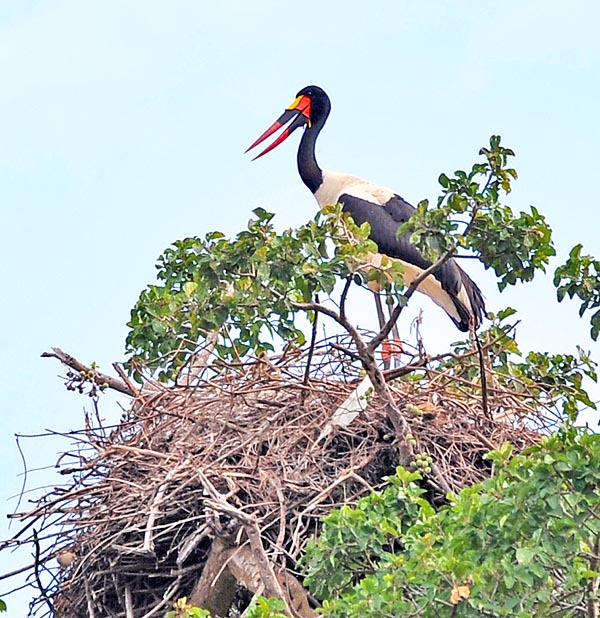 Ephippiorhynchus senegalensis, Ciconiidae, African jabiru