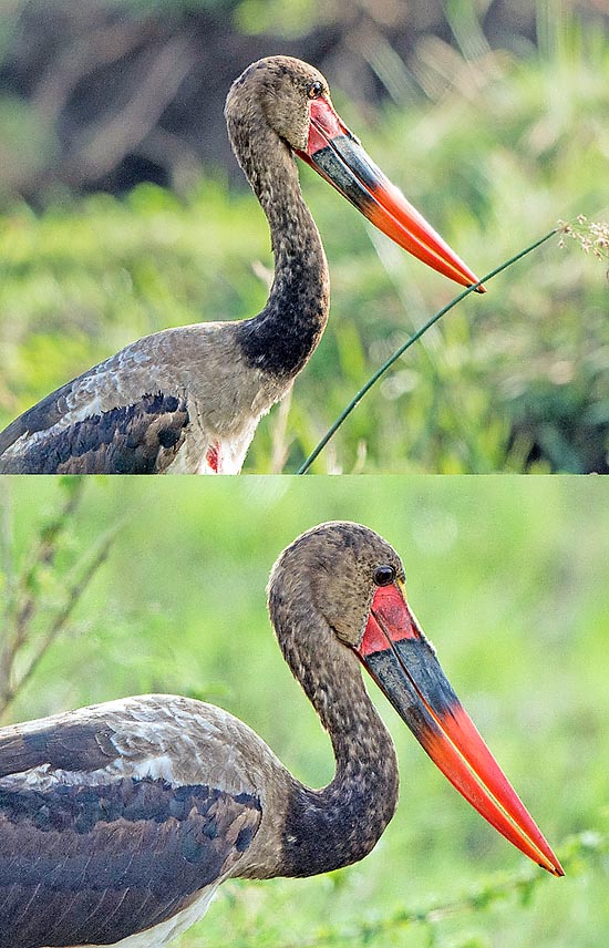 Ephippiorhynchus senegalensis, Ciconiidae, Jabiru d’Afrique