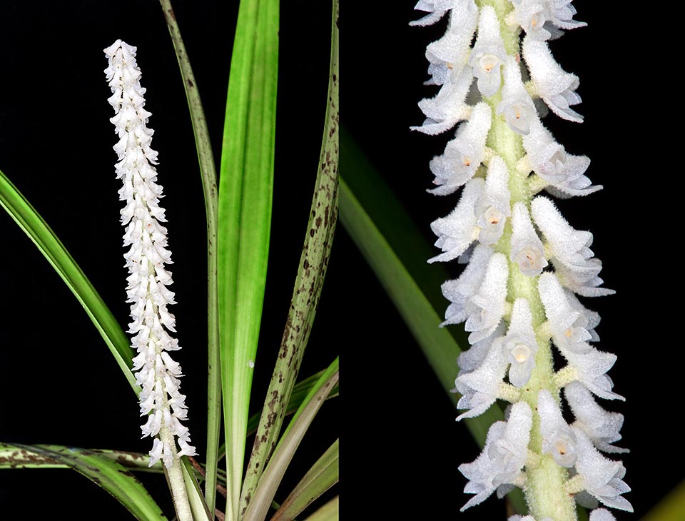 Rare in cultivation, Ascidieria longifolia is an epiphyte or lithopyte. Close pseudobulbs, cylindrical, 10-25 cm long and 0,5 cm broad. Native to Borneo, Peninsular Malaysia, Sumatra and Thailand, has 10-20 cm terminal inflorescences with several white sessile flowers of 3 mm of diameter, tomentose, tight and spirally arranged on the rachis © Giuseppe Mazza