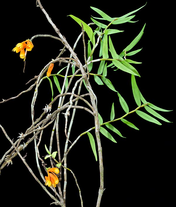 Dendrobium subclausum est une épiphyte ou lithophyte des forêts humides de montagne, entre 1200 et 3000 mètres d’altitude, des Moluques et de Nouvelle-Guinée aux tiges parfois ramifiées, minces, flexueux, dressées ou semi pendantes, mesurant jusqu’à plus de 60 cm, aux feuilles de 2,5-6 cm © Giuseppe Mazza