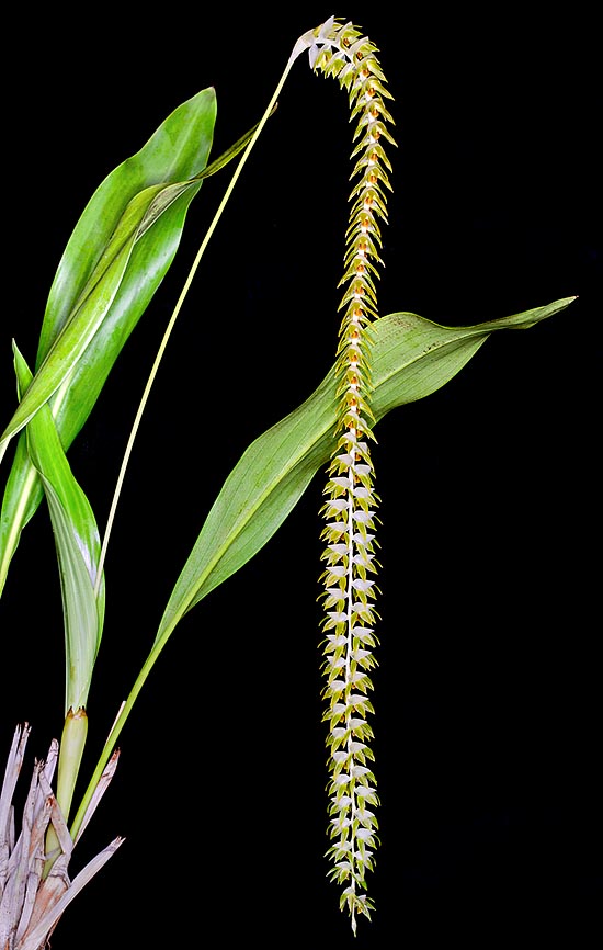 Dendrochilum latifolium var. macranthum es una epífita de las Filipinas con corto rizoma rastrero y pseudobulbos cónicos de 3-8 cm, produce una hoja larga hasta 50 cm con un pecíolo de 20 cm © Giuseppe Mazza