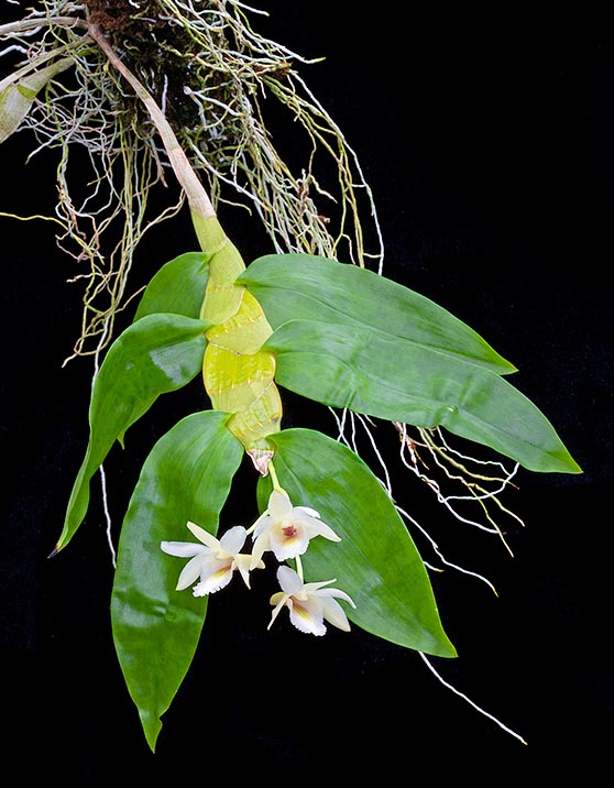 Dendrobium platygastrium is a miniature  epiphytic orchid. Characteristic 25-35 cm pseudobulbs, laterally flat, thinned at the apex and the base, with deciduous 8-10 cm leaves © Giuseppe Mazza