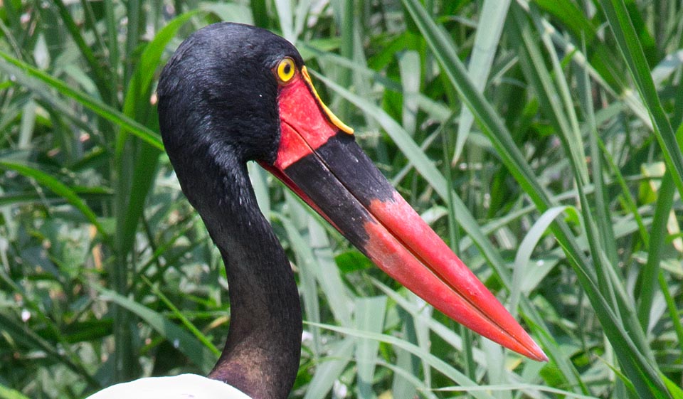 Ephippiorhynchus senegalensis, Ciconiidae, Jabiru d’Afrique