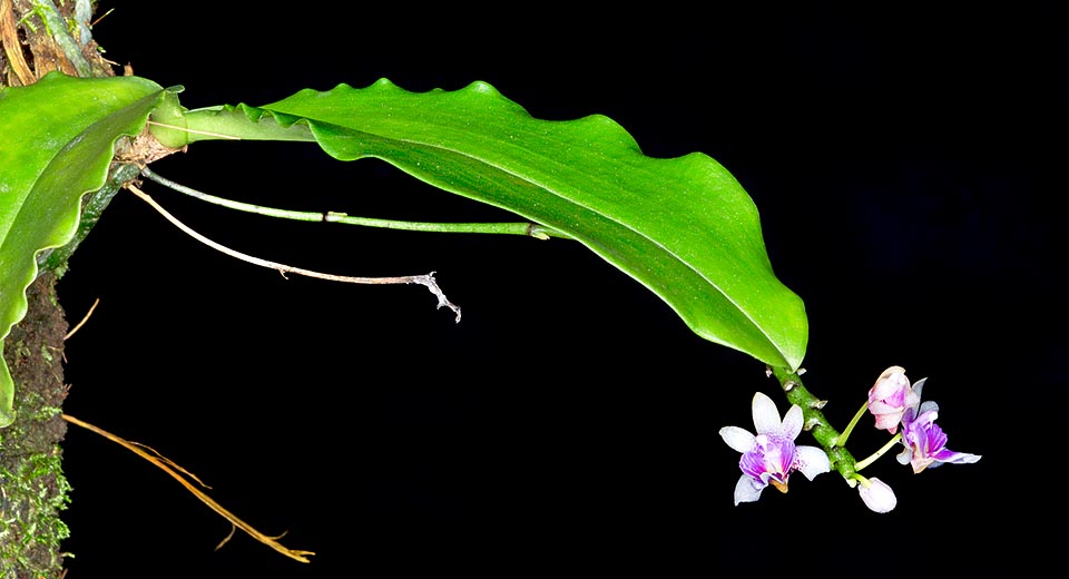 Epiphyte or lithophyte of South-East Asia tropical forests, Phalaenopsis deliciosa has short stem and big leaves that may reach the 15 cm © Giuseppe Mazza