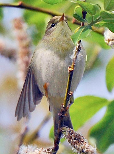 Phylloscopus sibilatrix, Lui verde