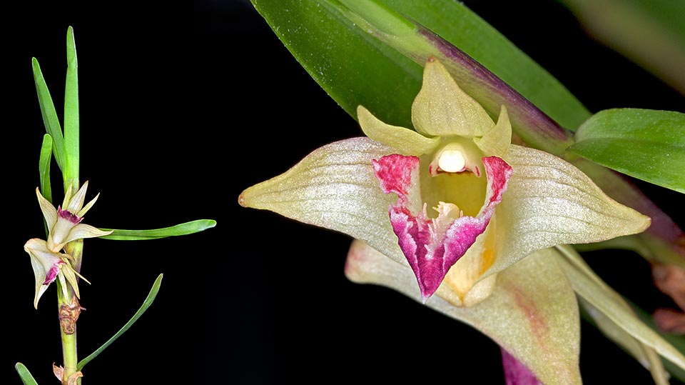 Orchidée miniature rare en culture, Dendrobium planum est une épiphyte de Java et de Sumatra. Pseudobulbes insolites aplatis latéralement, longs d’environ 25 cm, feuilles alternes de 5-6 cm et inflorescences à 1-2 fleurs d’environ 1,5 cm. A droite, agrandissement de la fleur au labelle trilobé à marges veinées et maculées de pourpre © Giuseppe Mazza 