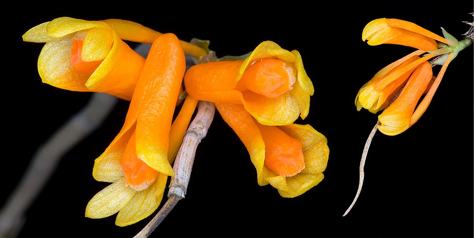 Les inflorescences, vues ici d’en bas et de côté, poussent compactes sur les anciens pseudobulbes avec jusqu’à 8 fleurs de 2,5 cm de longueur et environ 1 cm de diamètre © Giuseppe Mazza 