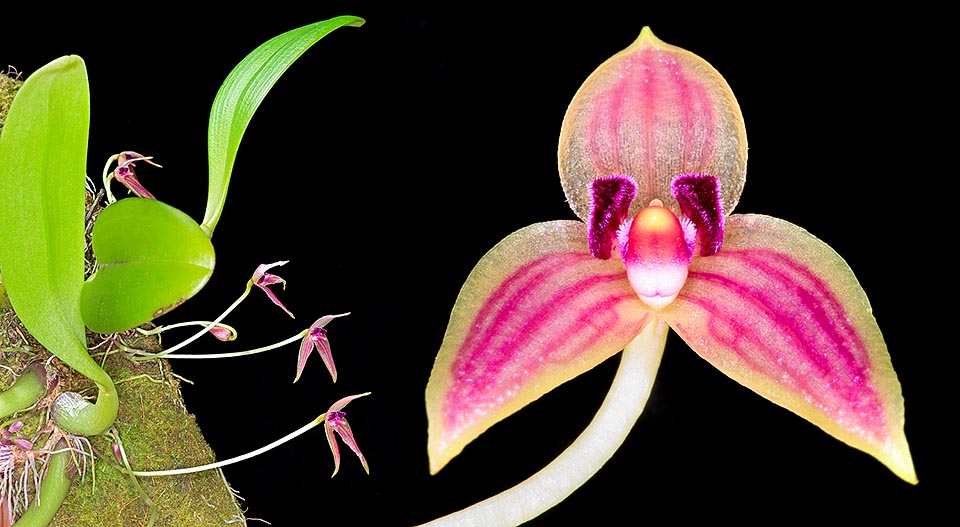 Bulbophyllum anjae, Orchidaceae