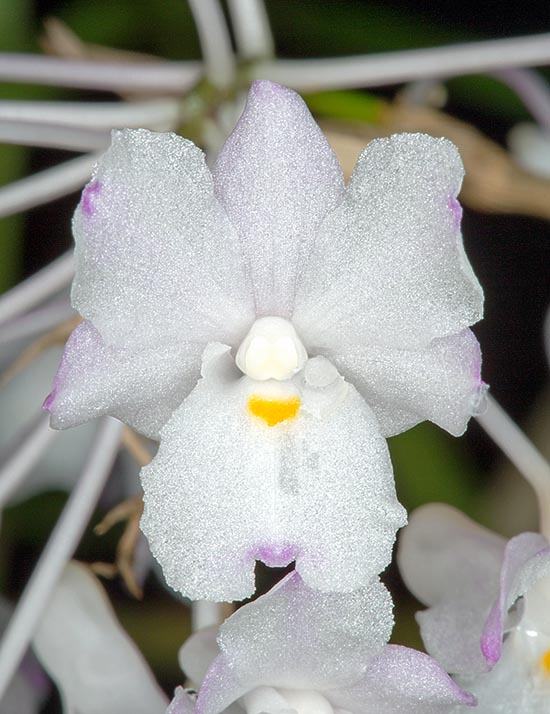 Comme le suggère le nom, Dendrobium mutabile a des fleurs de couleur variable © G. Mazza