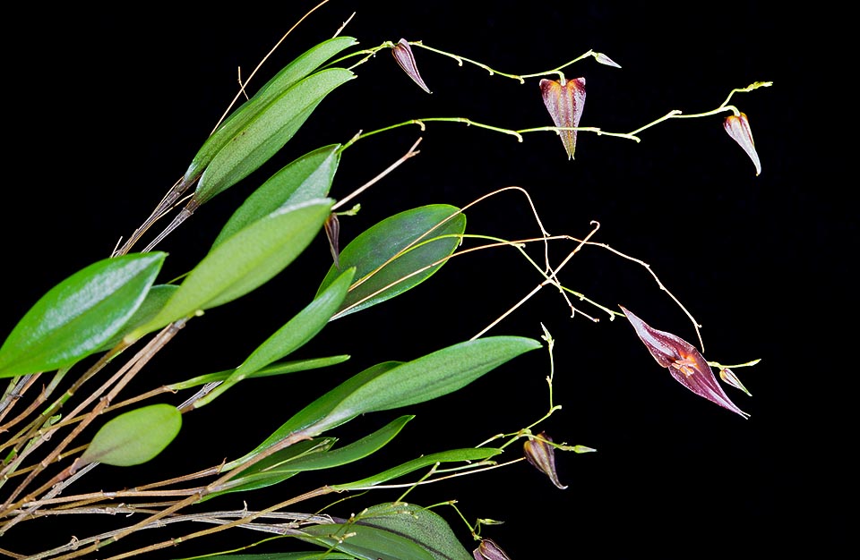 Lepanthes elegantula is a small Ecuador epiphyte with short rhizome and thin stems, 5-8 cm tall, provided at the apex of a 2-5 cm leaf. Racemose inflorescences, up to about 15 cm long, with filiform rachis and 10-20 flowers opening gradually. Among the most known of genus due to the easy cultivation and almost continuous blooming © Giuseppe Mazza