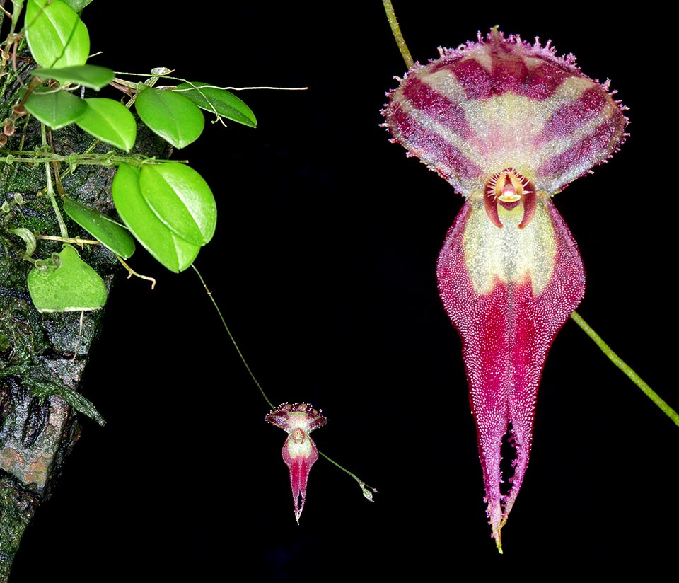Lepanthes katleri, petite orchidée originaire du Pérou pousse sur les arbres des forêts pluviales autour de 1800 m d’altitude. Epiphyte cespiteuse, aux feuilles de 1,5 cm et aux inflorescences racémeuses, longues d’environ 5 cm, au rachis filiforme, elle porte de nombreuses fleurs minuscules s’ouvrant une par une en succession  © Giuseppe Mazza