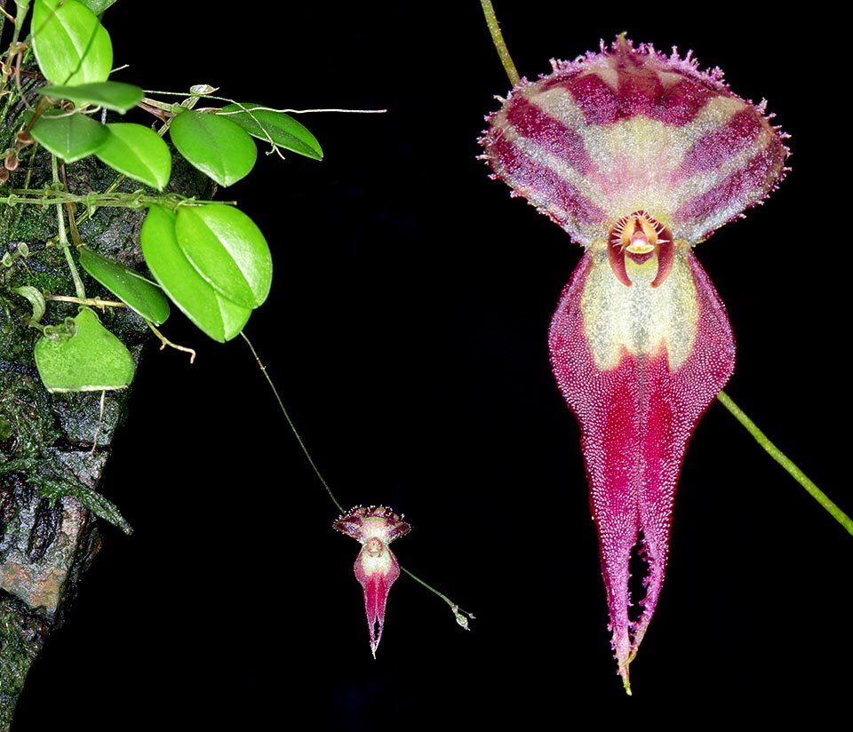 Lepanthes katleri is a small orchid native to Peru where grows on the trees of the rain forests at around 1800 m of altitude. Cespitous epiphyte, has 1,5 cm coriaceous leaves and racemose inflorescences, about 5 cm long, with filiform rachis bearing several tiny flowers opening one at a time in succession for long time © Giuseppe Mazza