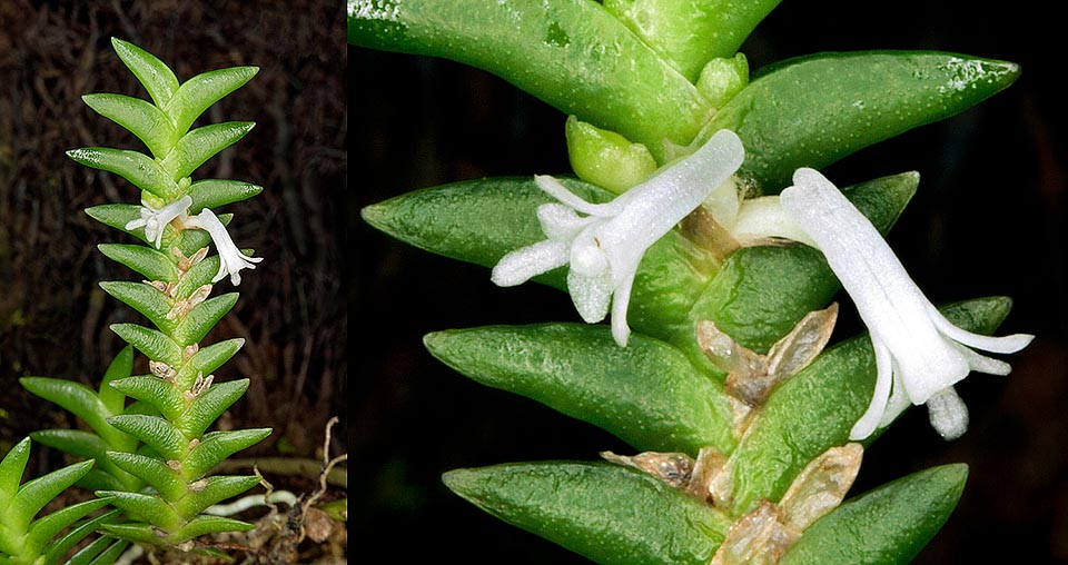 Microsaccus truncatus est une orchidée miniature originaire de Malaisie Péninsulaire où elle vit sur les arbres des forêts de montagne autour de 1200 d’altitude. Plutôt rare en culture, elle a des tiges de 10 à 13 cm, des feuilles lancéolées alternes, distiques, imbriquées et aplaties latéralement, longues de 4 à 8 mm et larges à la base de 2 à 2,5 mm, coriaces, de couleur vert clair, et des inflorescences latérales courtes portant deux fleurs minuscules insolites d’environ 3 mm de diamètre © Giuseppe Mazza