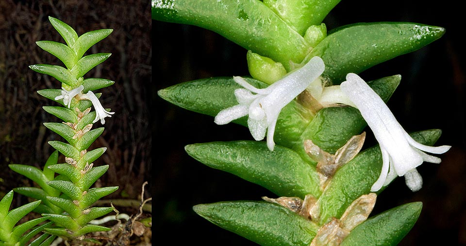 Il Microsaccus truncatus è un’orchidea miniatura della Malaysia Peninsulare dove vive sugli alberi delle foreste montane intorno a 1200 m di altitudine. Rara in coltura, ha fusti di 10-13 cm foglie lanceolate alterne, distiche, imbricate e appiattite lateralmente, ed infiorescenze laterali corte con due minuscoli fiori di circa 3 mm di diametro © Giuseppe Mazza