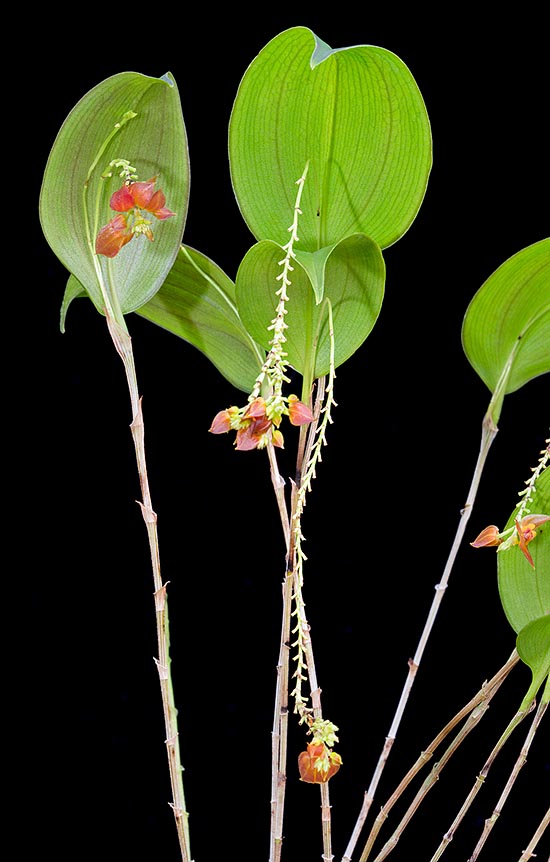 Orquídea miniatura, Lepanthes cordeliae es una epífita de los húmedos bosques montañosos de Perú. Corto rizoma, delgados tallos  de  6 cm  con en el ápice una hoja ovada acuminada    de 2,5 cm  © Giuseppe Mazza