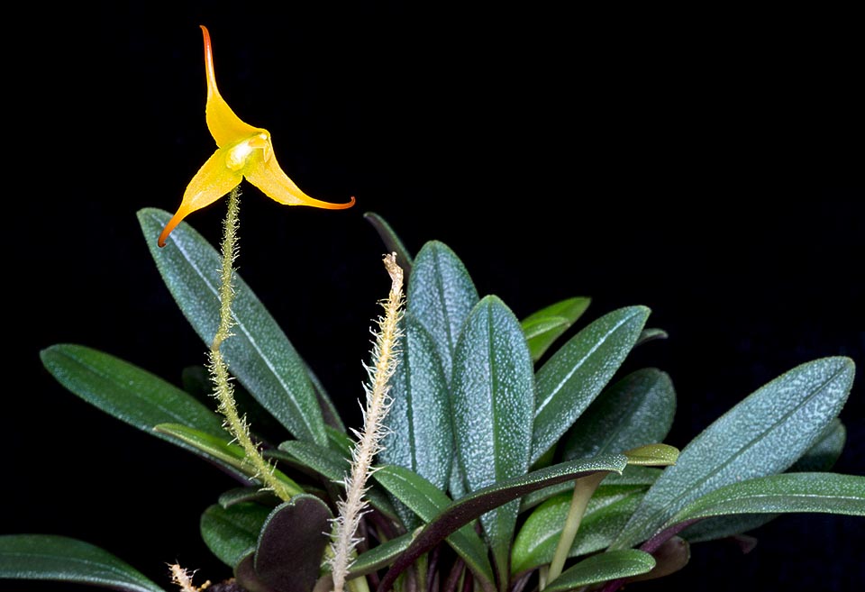 Epiphyte ou lithophyte des forêts d’altitude de Colombie, Equateur et Venezuela, Porroglossum muscosum tend à former des touffes, partant d’un rhizome rampant aux petites tiges avec une seule feuille de 5-12 cm. Inflorescences sur pédoncule velu, comme l’indique le nom spécifique, avec quelques fleurs s’épanouissant en succession © Giuseppe Mazza