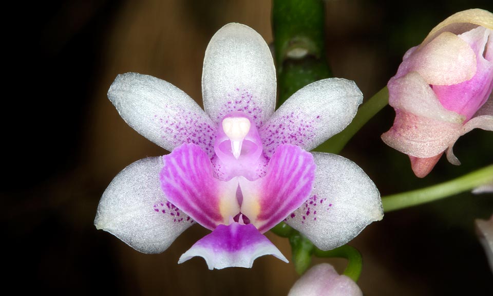 Inflorescences de 8-18 cm, parfois ramifiées dans la partie apicale, aux nombreuses fleurs rapprochées, de 1,5 à 1,8 cm de diamètre, s’ouvrant en succession © G. Mazza