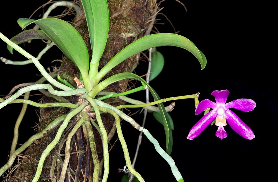 Phalaenopsis pulchra is a Philippines epiphyte with 12-18 cm leaves and showy flowers, of 4-5 cm of diameter, lasting almost one month © Giuseppe Mazza